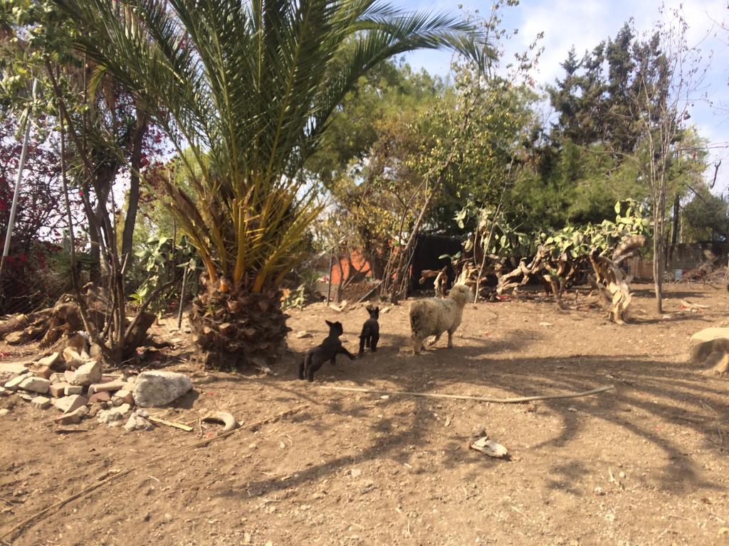 Kibbutz La Farm stay *